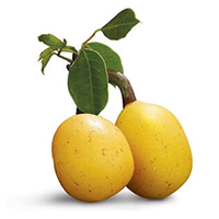 Marula Fruit