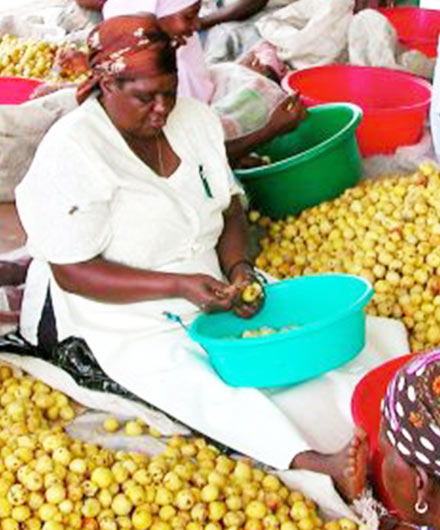 Women peeling marula fruit