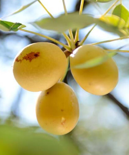 Marula fruit on tree