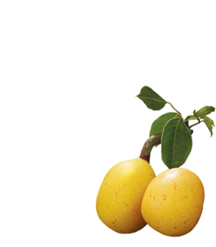 Marula Fruit